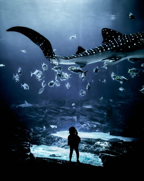 Whale Shark swimming past little girl at the aquarium