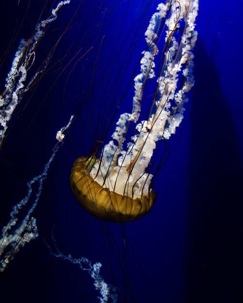 Jellyfish