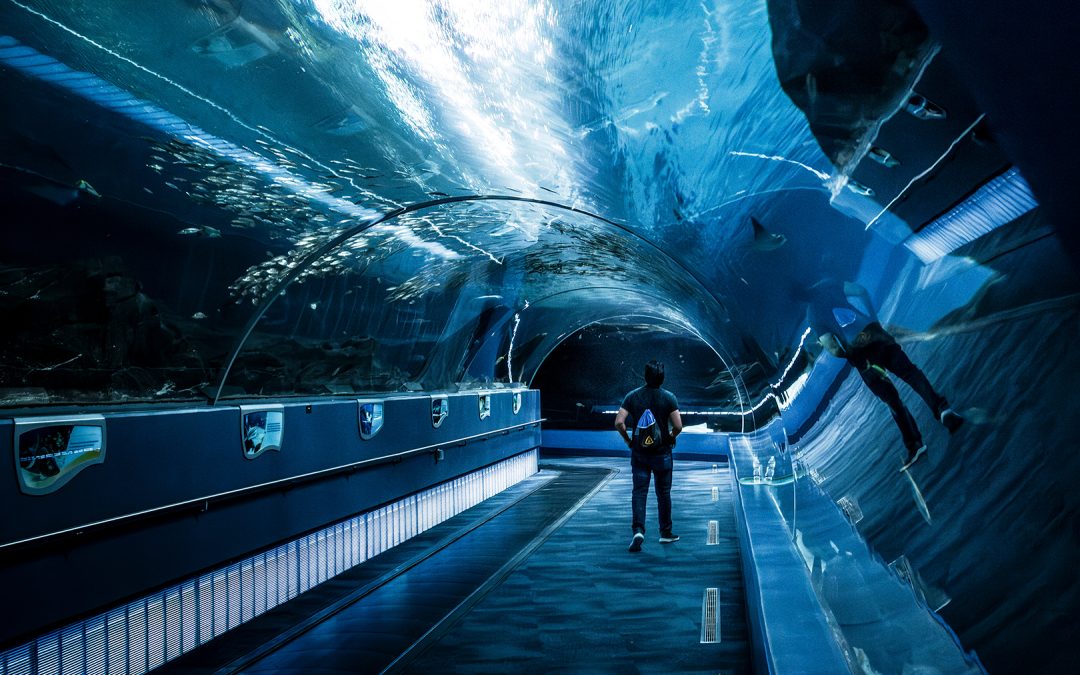 An aquarium tunnel in Atlanta