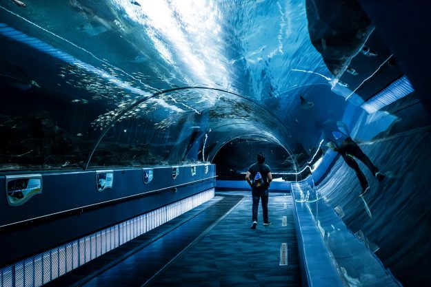 Walking through a tunnel at the Georgia Aquarium